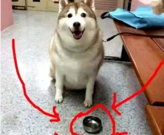 柴犬体重超标已达上限,被迫必须减肥,看到奶奶换的饭盆后懵逼了
