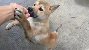 阿奔的
