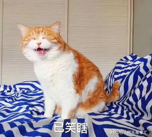 橘猫不能流浪,是有原因的,别抛弃它了
