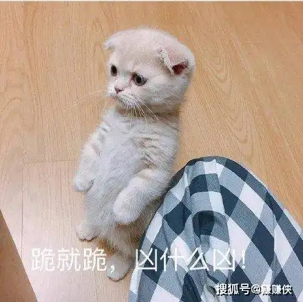表情包凶什么凶,做狗嘛,最重要的就是开心
