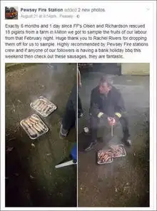猪固有一死,或死于洪水,或死于红烧搜狐文化搜狐网
