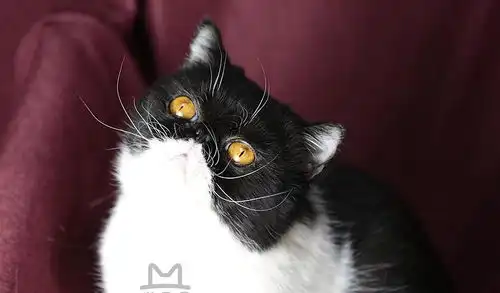 来看一条叫警长的黑猫,最强大脑王昱珩亲自挑选
