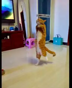 猫咪从电视机前面走过,妈妈抓拍了一张它的照片,表情太有意思了
