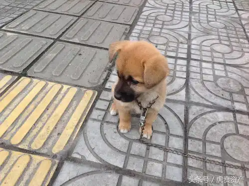 金牌小土狗的卖萌表情包
