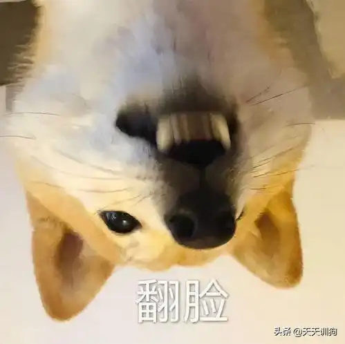松开狗绳,狗狗秒变脸这是什么戏精狗
