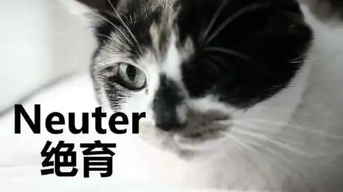 2只无绝育的流浪猫,5年能生10000多只猫

