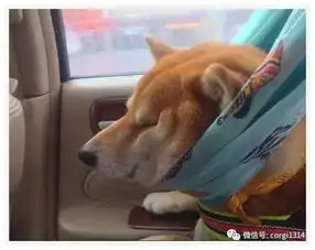 还记得被雕像吃掉手手的狗狗吗它这一辈子,成就了不少经典
