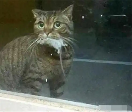 猫咪叼来老鼠送给主人,主人不领情将它拒之门外,猫咪哭了
