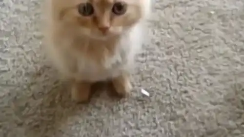 橘色的拿破仑小奶猫,简直不要太萌
