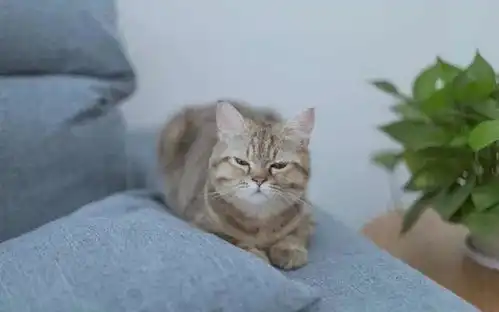 主人为猫咪包办婚姻,猫咪誓死抵抗,委屈的小表情笑死人
