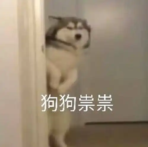 杭州宠物医院瑞派虹泰帮你成为更好的主人
