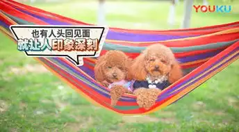 自带表情包心机动物的抢镜头瞬间
