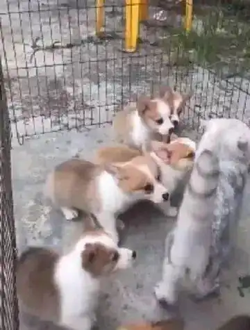 猫咪在小柯基面前炫技,分分钟就飞出栅栏,柯基哼,腿长了不起
