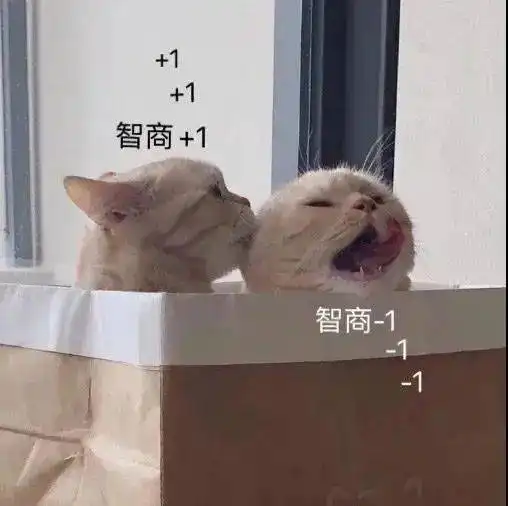 橘猫沙梨表情包
