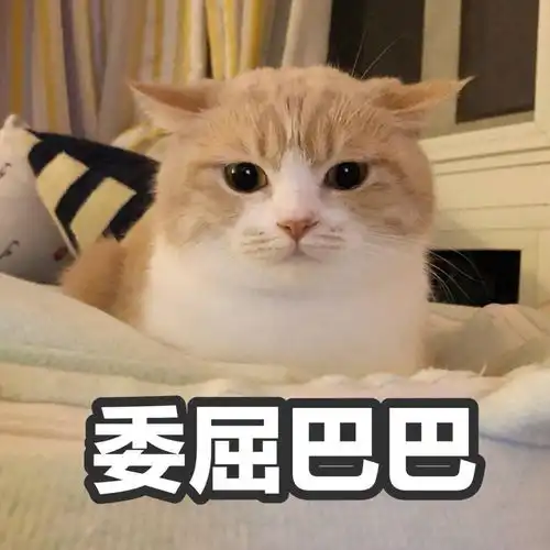 发几个喵子的表情包流量慎入
