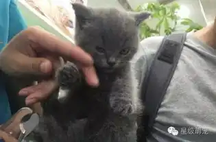 小蓝猫被强迫剪指甲,无法反抗的它露出超霸气表情