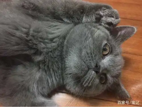 蓝猫在宠物店洗完澡,回到家发飙要咬人,主人检查完快被气疯了
