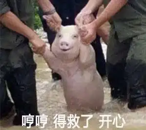 这只猪晋升表情包网红,刷爆朋友圈,甚至火到了国外
