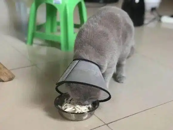 蓝猫做完绝育后依然乱叫,第二天看到猫的表情完了,摊上大事了

