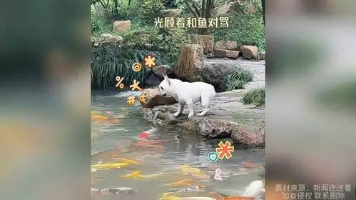 狗子站在岸边和鱼对骂,脚一滑掉进水里吓出表情包
