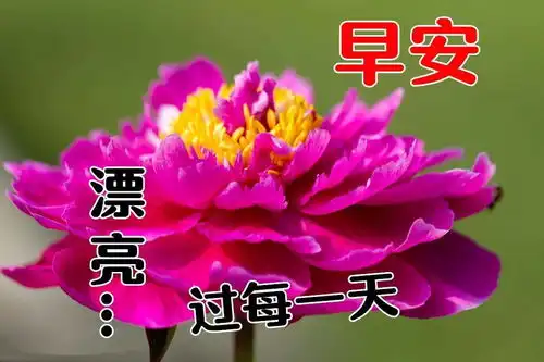 11月28日最漂亮早上好动态表情图片大全,早晨好动图美图大全
