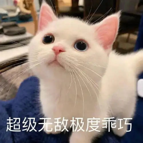 网红猫咪小奶猫蛋崽表情包二
