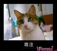 经典动物表情总有一款笑翻你
