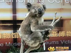 考拉来了金沙遗址与南半球最大博物馆展开合作
