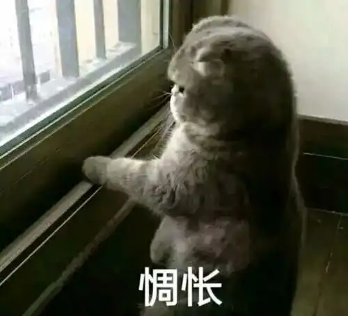 猥琐猫表情包素材惆怅