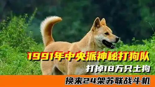 1991年中央派神秘打狗队,捕杀18万只土狗,换来苏联战斗机
