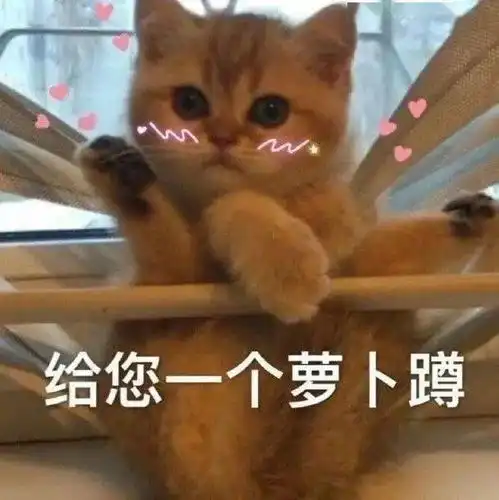 沙雕表情猫咪如花表情包二
