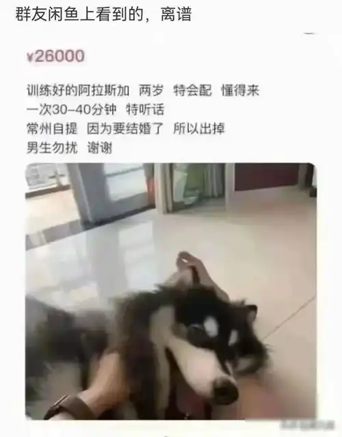 你见过啥毁三观的事网友分享果然,人不要脸天下无敌苍蝇挂羊头卖狗肉网易订阅

