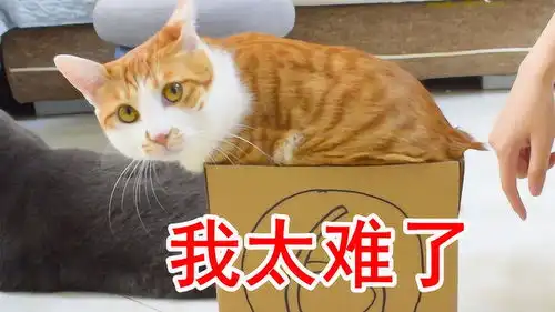 猫能塞进多小的箱子里橘猫我太难了
