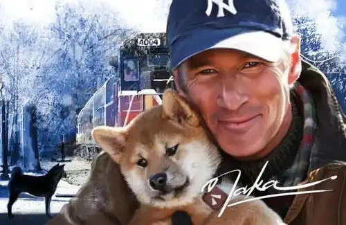 日本土狗柴犬,为什么能成为我们表情包里不可或缺的存在
