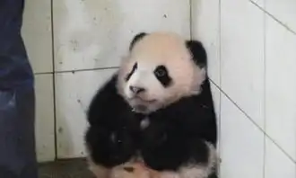 大熊猫宝宝躲在角落,饲养员过去抱抱遭拒,看它的样子简直萌化了
