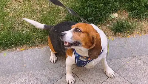 比格实验犬的退休生活,洗澡前的仪式感宠物
