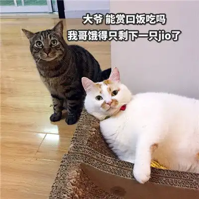2021新颖有趣的干饭人表情包牛年干饭人超有趣的表情合集
