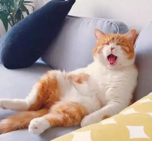 橘猫吵着要提前吃午饭,主人拒绝后,它举起爪爪,主人笑喷了
