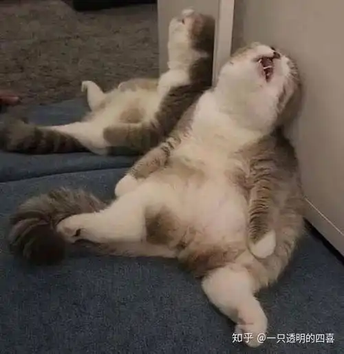 可爱猫猫表情包求一波..
