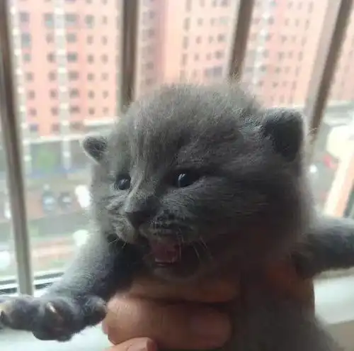 朋友被猫妈妈犀利眼神吓得发抖,小奶猫傲娇表情好贱哦
