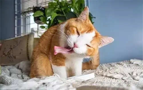 猫咪也会长粉刺,你见过吗

