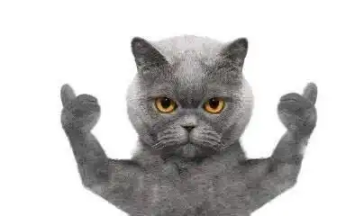 猫咪撩妹被打扰,做出这一帅气举动,赢得心上猫欢心
