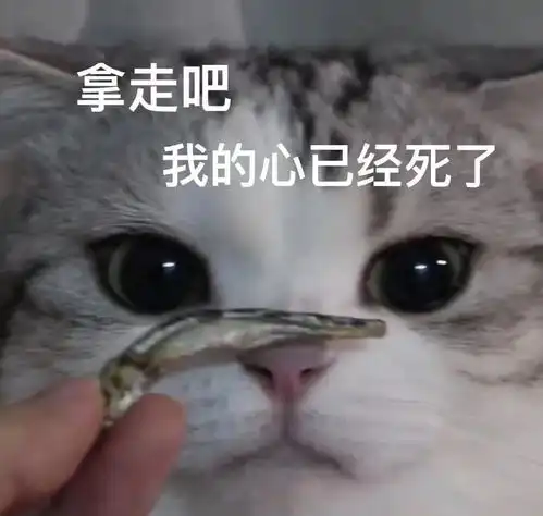 春节养猫指南你过年回家了,猫咪怎么办
