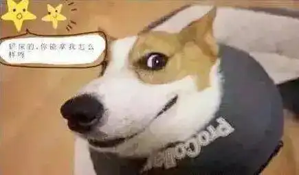 狗狗挑食不吃东西饿几顿就好事情可能没有那么简单
