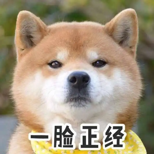 柴犬表情包你再捏我脸我和你急
