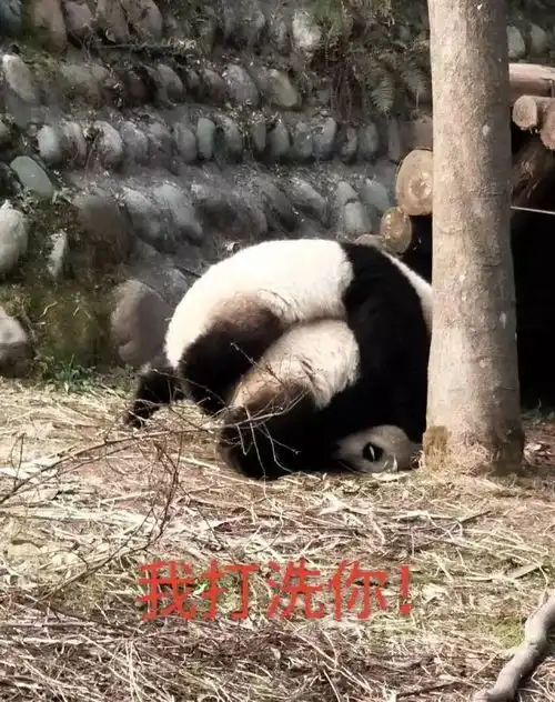招募大熊猫保护清明小长假,来把滚滚做成表情包吧
