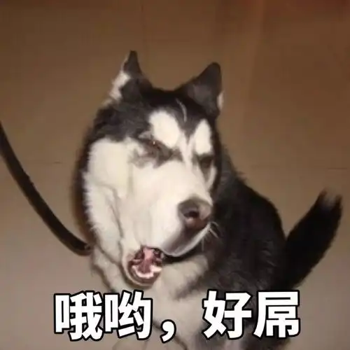 假如可以当狗,你会当什么狗
