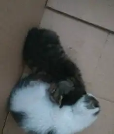 可爱的小奶猫等爱猫人士抱回家
