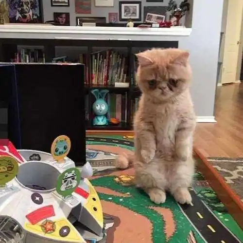 买了只拥有特殊技能的小猫,主人不仅不高兴,反而愁得不知怎么办
