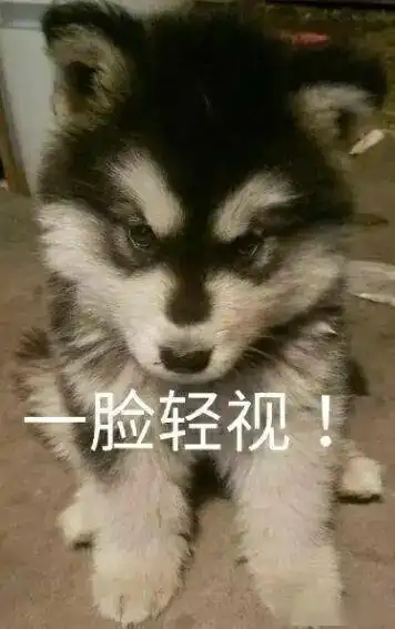 阿拉斯加表情包,阿拉粉斗图必备
